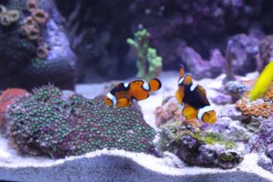 the cost of an aquarium