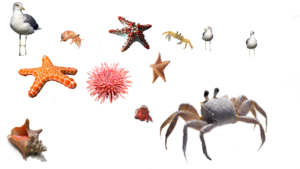 sea urchin, crab, starfish