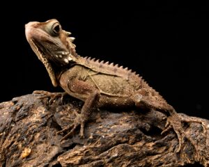 why do bearded dragons need a basking light