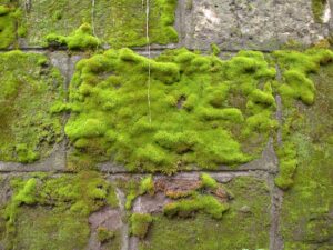 can dead moss regrow