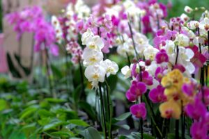 what are orchids used for