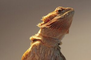 what does it mean when a bearded dragon licks you