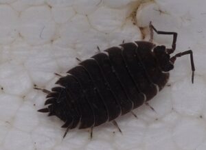 isopods and springtails for sale