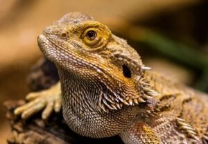 best substrate for bearded dragons