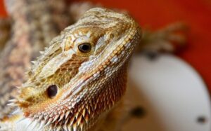 best substrates for bearded dragons