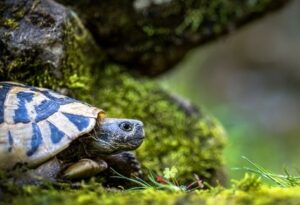 turtles as pets