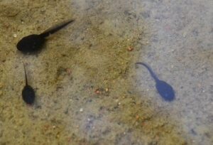 central america tadpoles
