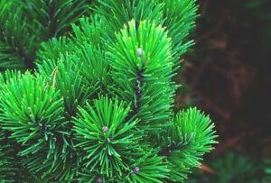 are pine needles poisonous to fish