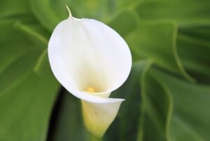 are calla lilies poisonous to fish