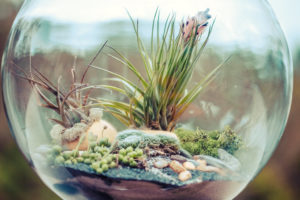 terrarium