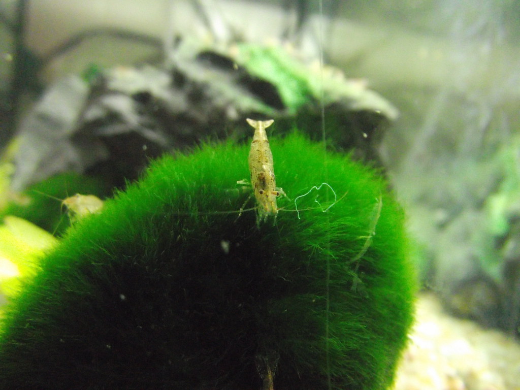 Do Shrimps Eat Poop? Let's Go Over The Facts! VivariumTips