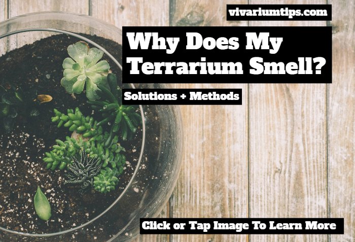 why does my terrarium smell