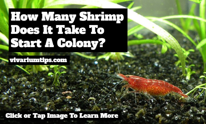 how many shrimp does it take to start a colony