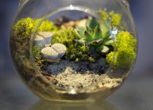 why does my terrarium smell?