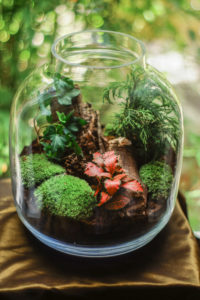 How To Make A Terrarium In A Jar  Step-By-Step Guide – Wondrwood