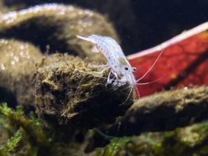 shrimp species