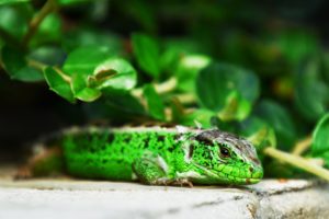 examples of vivarium, terrarium, and paludarium