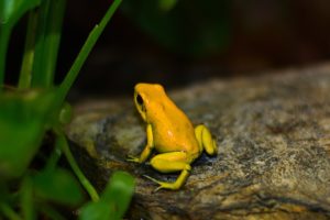 dart frog vivarium