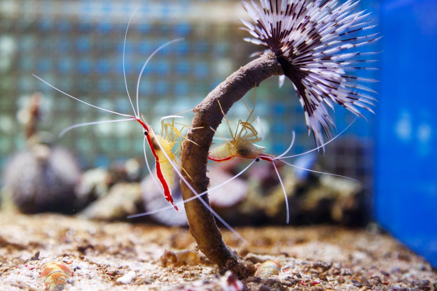 Do Shrimps Eat Poop? Let's Go Over The Facts! VivariumTips