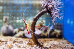 how many shrimp does it take to start a colony? red cherry shrimp