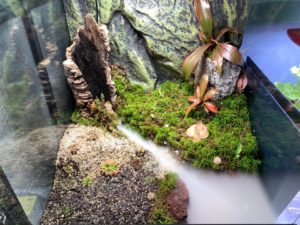 paludarium user cedrictung