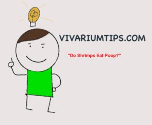 do shrimps eat poop