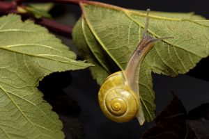 can a snail live in a terrarium