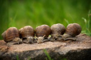 can a snail live in a terrarium