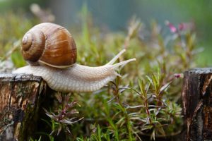 snail, garden, conch