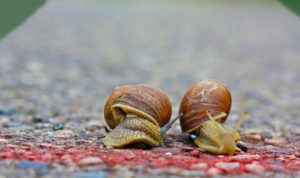 can a snail live in a terrarium