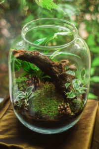 Terrarium in clear glass jar