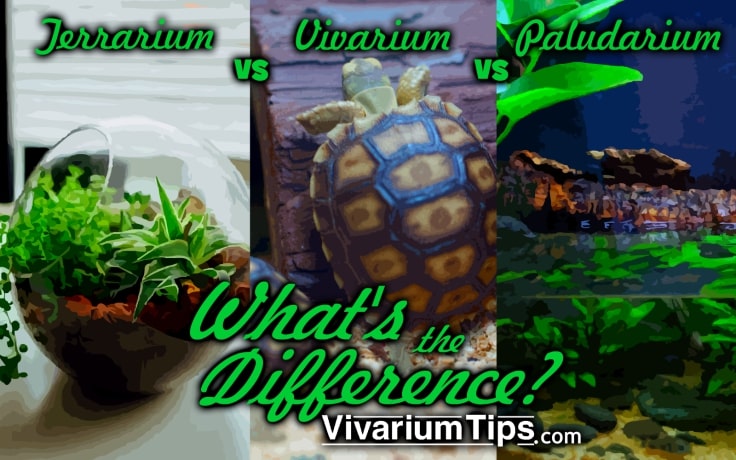 whats the difference? terrarium vs vivarium vs paludarium