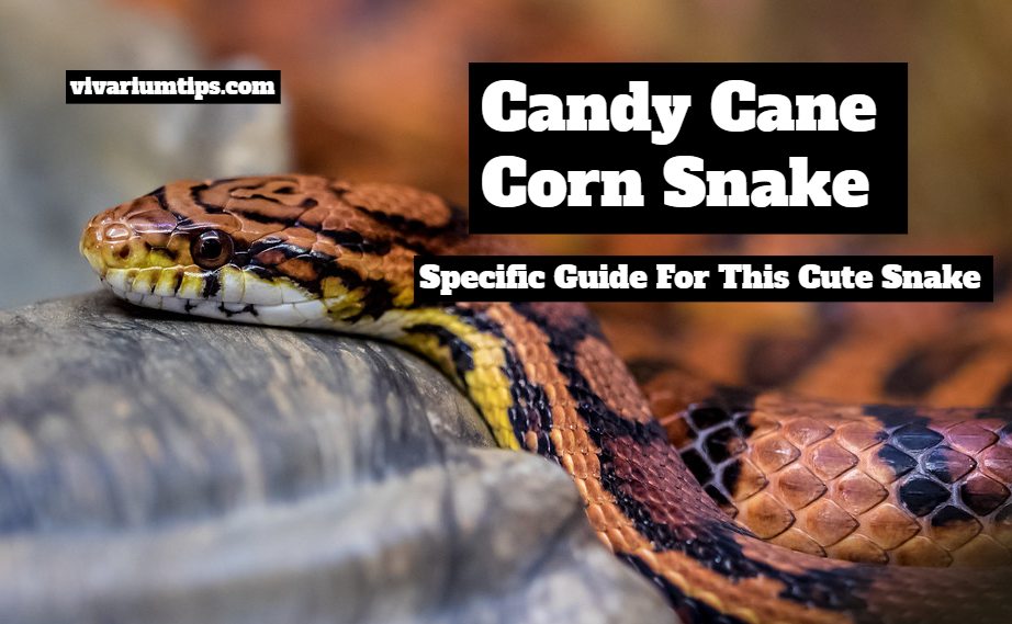 candy cane corn snakes