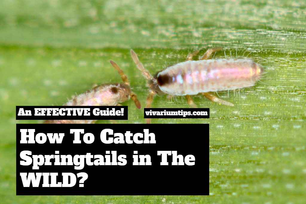 how to catch springtails in the wild guide