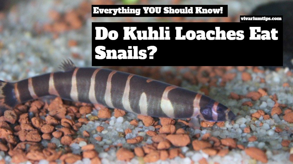 do kuhli loaches eat snails