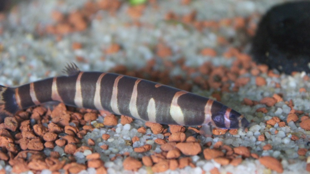 do-kuhli-loaches-eat-snails-an-in-depth-explanation-vivariumtips