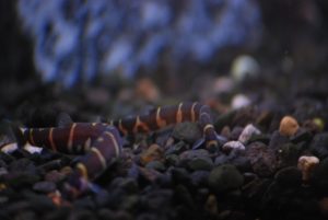 do kuhli loaches eat snails