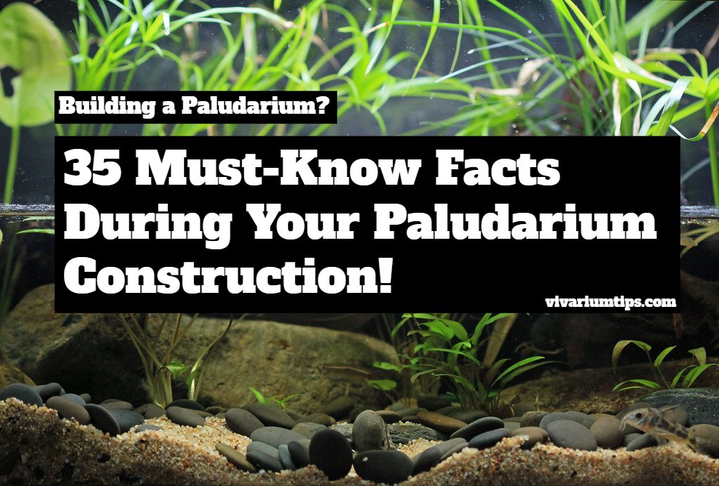 must know facts during your paludarium construction