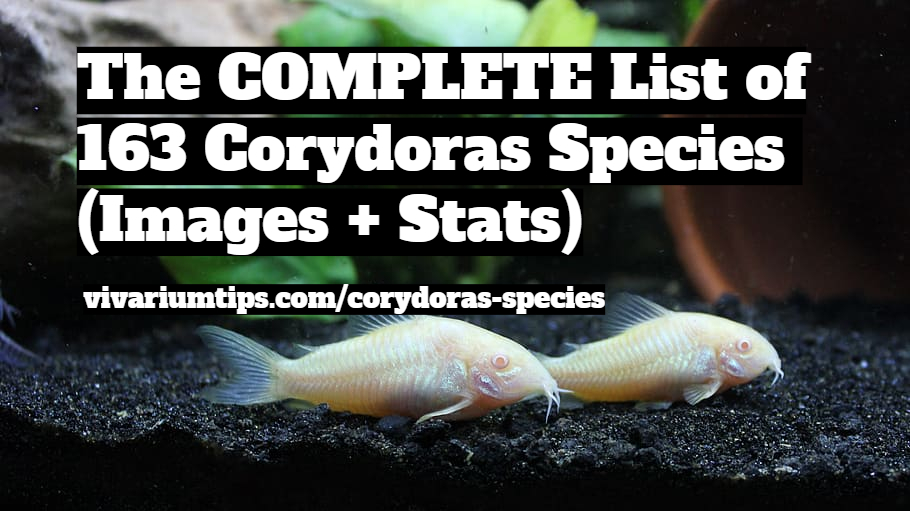 corydoras species