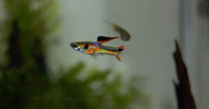 why do guppies give birth to dead fry