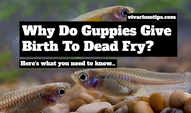 why do guppies give birth to dead fry
