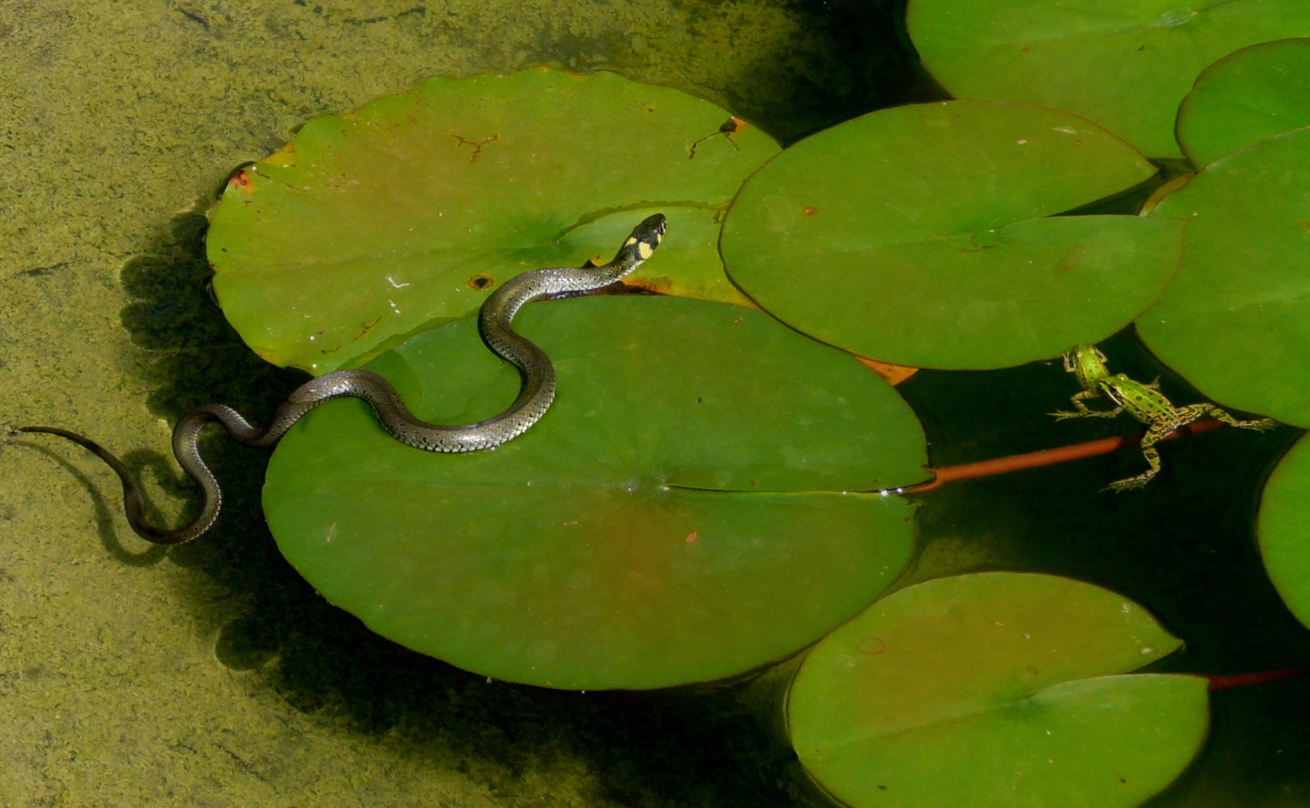 Водяная змейка. Змеи в водоемах. Речные змеи. Змея и лягушка. Плавающие змеи.