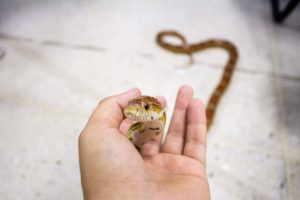 how do you raise candy cane corn snakes