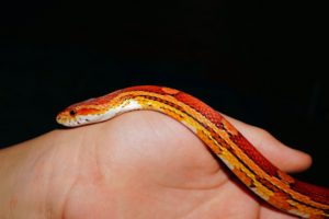 can you keep a candy cane corn snake as pets