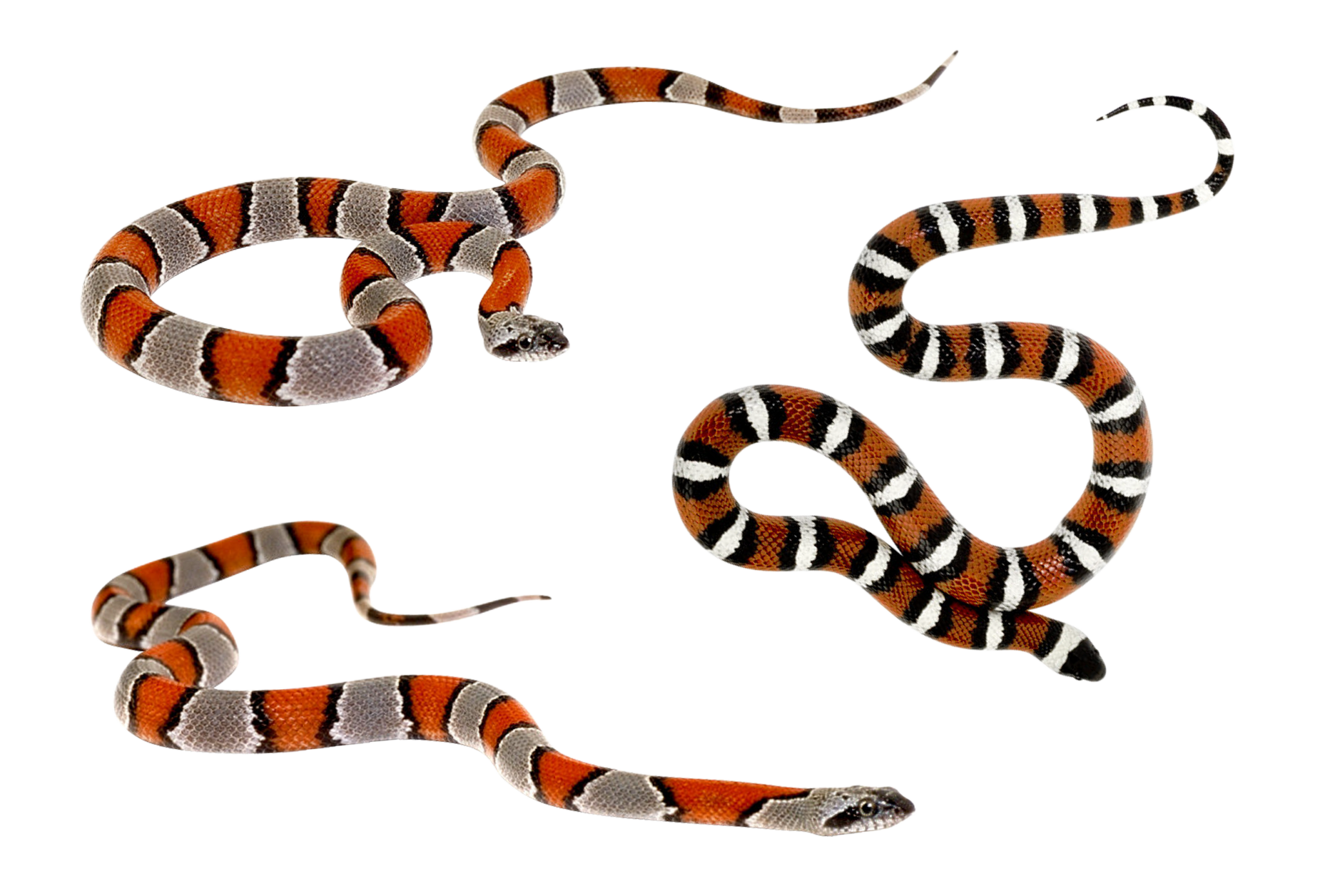 exploring-the-candy-cane-corn-snake-video-included-vivariumtips