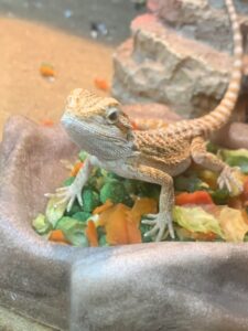 Can I Leave Crickets With My Bearded Dragon Overnight?