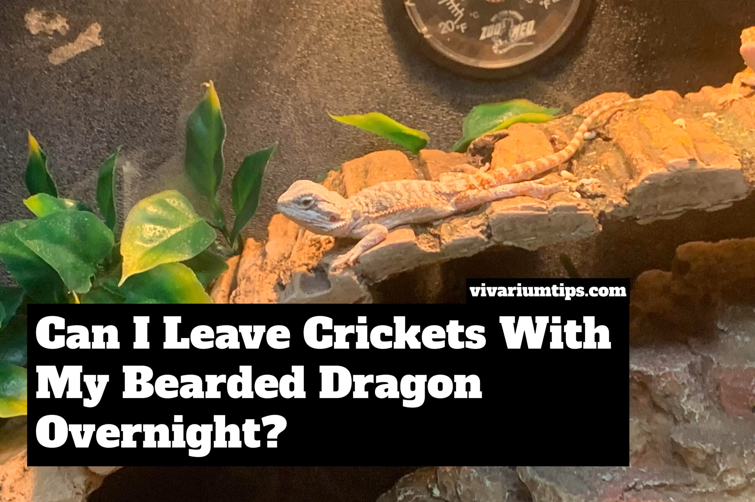 Can I Leave Crickets With My Bearded Dragon Overnight?