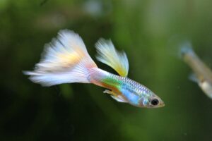 why do guppies give birth to dead fry