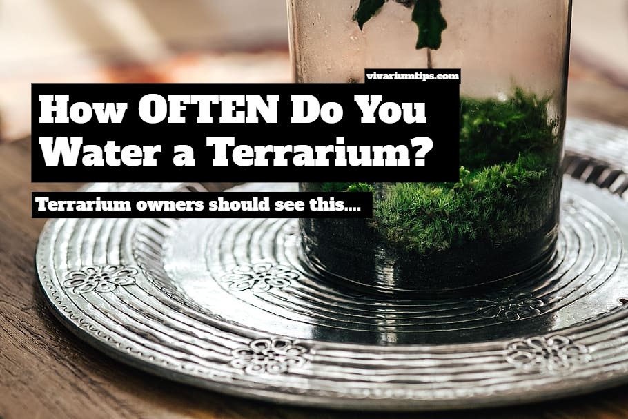 how often do you water a terrarium