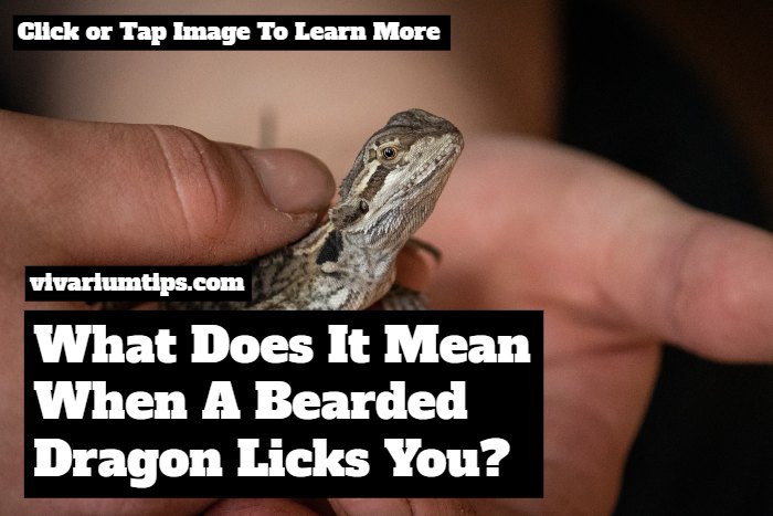 what does it mean when a bearded dragon licks you